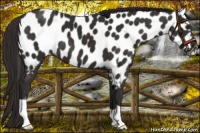 Horse Color:Liver Chestnut Near Leopard 