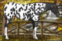 Horse Color:Liver Chestnut Appaloosa 