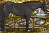Horse Color:Smoky Black
