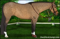 Horse Color:Buckskin Roan Dun