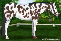 Horse Color:Bay Splash Appaloosa