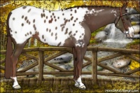 Horse Color:Liver Chestnut Frame Appaloosa
