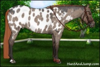 Horse Color:Liver Red Dun Roan Blanket Brindle 