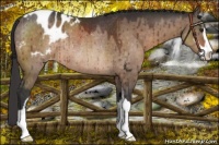 Horse Color:Brown Dun Sabino Blanket Rabicano Brindle 