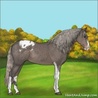 Horse Color:Silver Black Splash Tobiano Appaloosa 