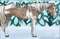Horse Color:Silver Smoky Black Splash Tobiano Appaloosa 