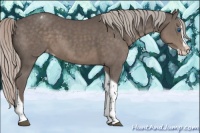 Horse Color:Silver Black Splash Tobiano Appaloosa 