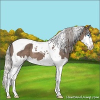 Horse Color:Silver Black Splash Tobiano Appaloosa 