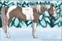 Horse Color:Silver Black Splash Tobiano Appaloosa 