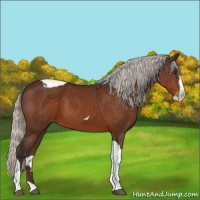 Horse Color:Silver Brown Splash Tobiano Appaloosa 