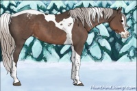 Horse Color:Silver Black Splash Tobiano Appaloosa 