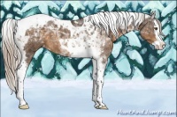 Horse Color:Silver Buckskin Splash Tobiano Appaloosa 