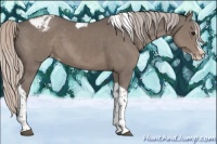 Horse Color:Silver Black Splash Tobiano Appaloosa 