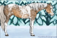 Horse Color:Silver Smoky Black Splash Tobiano Appaloosa 