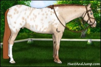 Horse Color:Buckskin Pearl Dun Appaloosa Brindle 