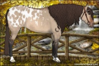 Horse Color:Bay Dun Appaloosa Brindle 