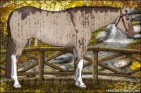 Horse Color:Liver Red Dun Rabicano Brindle