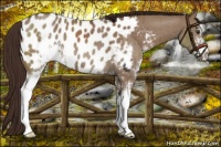 Horse Color:Liver Red Dun Sabino Appaloosa Brindle 