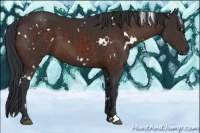 Horse Color:White Spotted Brown Sabino
