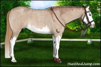 Horse Color:Red Dun Roan Splash 