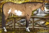 Horse Color:Buckskin Dun Frame Brindle 