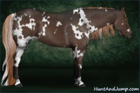 Horse Color:White Spotted Liver Chestnut 