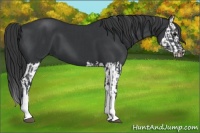 Horse Color:Black  and Black Splash 