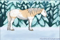 Horse Color:Silver Buckskin Roan Dun Splash Appaloosa 