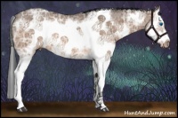 Horse Color:Brown Ice Dun Sabino Splash Frame Rabicano