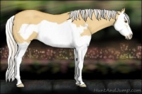 Horse Color:Silver Buckskin Dun Splash Frame