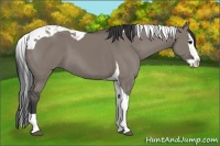 Horse Color:Grullo Splash Tobiano 