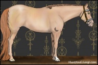Horse Color:Gold Champagne 