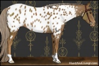 Horse Color:Chocolate Palomino Appaloosa