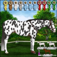 Horse Color:Liver Chestnut Splash Appaloosa Rabicano 