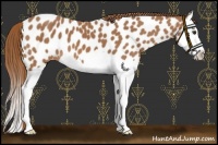 Horse Color:Chestnut Splash Appaloosa