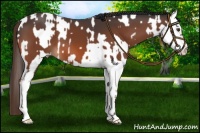 Horse Color:Liver Chestnut Near Fewspot  and Bay Splash 