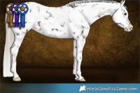 Horse Color:Liver Chestnut Sabino Tobiano Appaloosa 