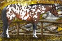 Horse Color:White Spotted Bay Appaloosa 