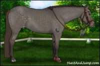 Horse Color:Liver Red Dun Appaloosa 
