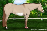 Horse Color:Red Dun Frame 