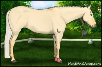 Horse Color:Palomino Dun 