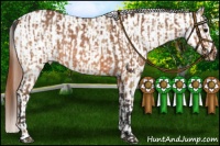 Horse Color:Bay Rabicano  and Red Dun Appaloosa Rabicano 