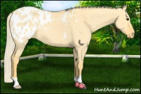 Horse Color:Palomino Dun Blanket 