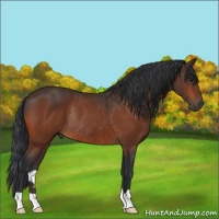 Horse Color:Bay Rabicano 