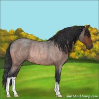 Horse Color:Brown Roan Rabicano 