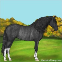 Horse Color:Black Rabicano 