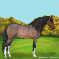 Horse Color:Brown Roan Rabicano 