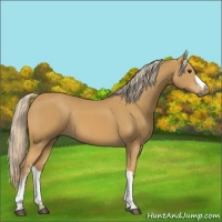 Horse Color:Palomino 