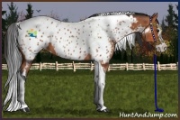 Horse Color:Bay Splash Tobiano Appaloosa  and Bay Splash Tobiano Appaloosa Rabicano 