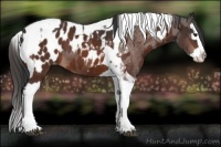 Horse Color:Brown Splash Tobiano Appaloosa  and Bay Splash Tobiano Appaloosa 